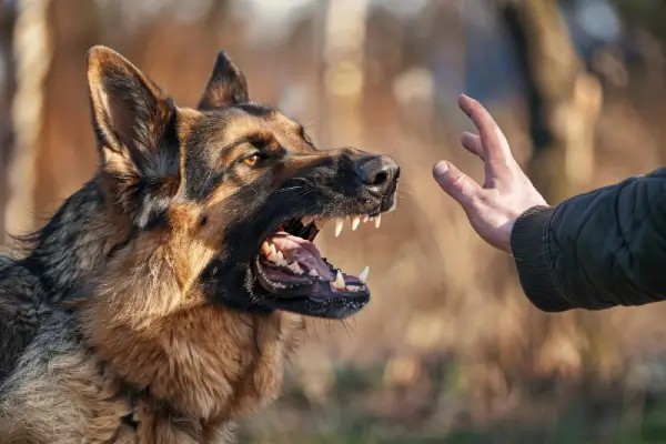 Trying to Avoid a Dog Bite